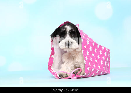 Parti-Schnauzer nain de couleur. Chiot dans un sac rose avec étoile, vu contre un fond bleu clair. Allemagne Banque D'Images