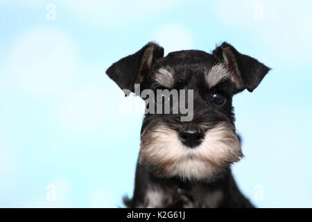 Schnauzer nain. Portrait d'un chiot, vu contre un fond bleu clair. Allemagne Banque D'Images