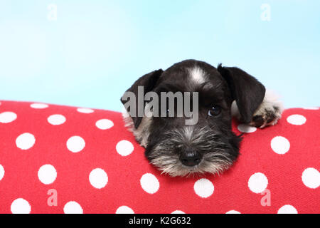 Parti-Schnauzer nain de couleur. Chiot couché sur un coussin rouge à pois blancs, vu contre un fond bleu clair. Allemagne Banque D'Images