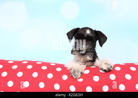 Parti-Schnauzer nain de couleur. Chiot couché sur un coussin rouge à pois blancs, vu contre un fond bleu clair. Allemagne Banque D'Images