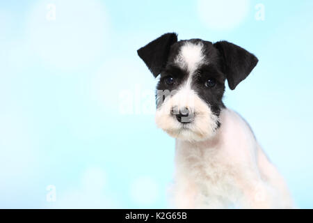 Parti-Schnauzer nain de couleur. Portrait d'un chiot, vu contre un fond bleu clair. Allemagne Banque D'Images