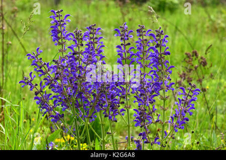 Meadow Clary (Salvia pratensis), la floraison Banque D'Images