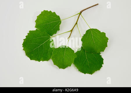 Le tremble (Populus tremula), branche avec des feuilles fraîches, studio photo. Banque D'Images