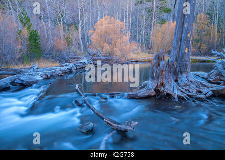 Rush Creek et le tremble à la fin de l'automne au lac Juin Boucle, Inyo National Forest, Californie. Banque D'Images