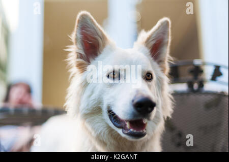 Portrait d'un Berger Blanc Suisse Banque D'Images