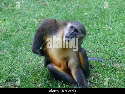 Or l'Afrique centrale ventre cercocèbe couronné (Cercocebus chrysogaster), originaire des forêts tropicales du Congo Banque D'Images