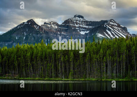 Forêt profonde le long de Herbert Lake dans le parc national de Banff avec les cimes enneigées des montagnes Rocheuses en arrière-plan. Banque D'Images
