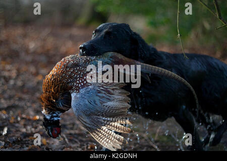 Labrador gundog humide sortant de lac avec un mâle Faisan de Colchide (Phasianus colchicus) dans sa bouche lors d'une tournage sur tournage estate, le sud de l'Angleterre, Royaume-Uni. Janvier. Banque D'Images