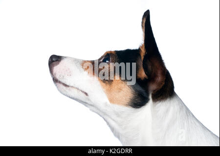 Danois / chien de ferme suédoise, en Finlande. Banque D'Images