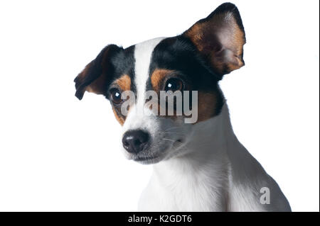 Danois / chien de ferme suédoise, en Finlande. Banque D'Images