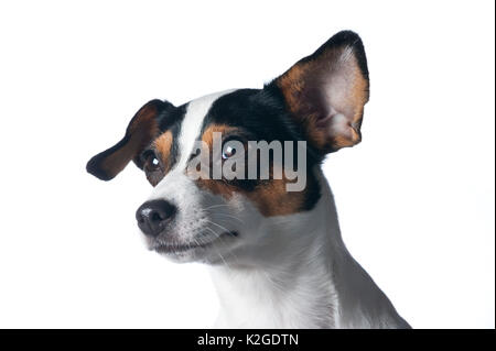 Danois / chien de ferme suédoise, en Finlande. Banque D'Images