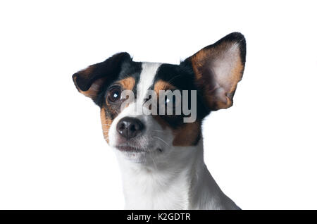 Danois / chien de ferme suédoise, en Finlande. Banque D'Images