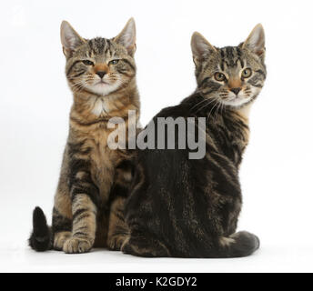 Chatons Tabby, Picasso et aux salissures, l'âge de 3 mois, se détendre ensemble. Banque D'Images