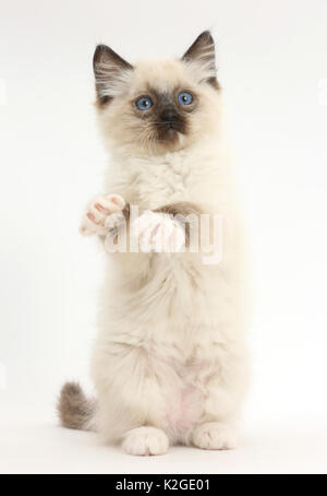 Chaton Ragdoll, 10 semaines, debout sur ses pattes, Banque D'Images