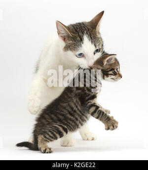 Tabby et blanc, mère de la croix-sibérien chat porteur de son chaton tabby, 4 semaines. Banque D'Images