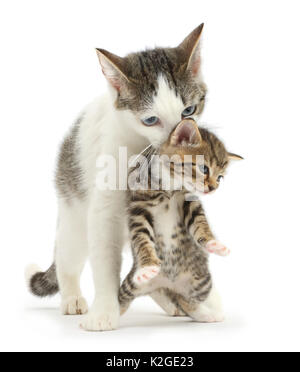 Tabby et blanc, mère de la croix-sibérien chat porteur de son chaton tabby, 4 semaines. Banque D'Images