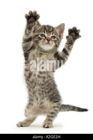 Petit Chaton tabby, 6 semaines, la danse. Banque D'Images