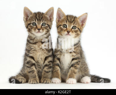 Deux chatons tabby, l'âge de 6 semaines. Banque D'Images