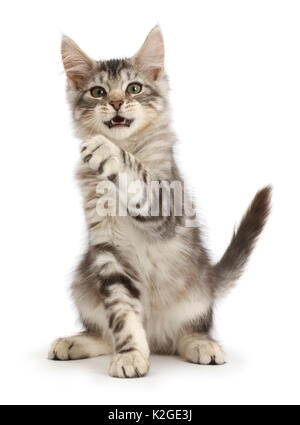 Silver Tabby kitten, Loki, l'âge de 3 mois, faisant un bro-poing. Banque D'Images