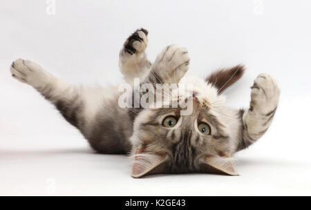 Silver Tabby kitten, Loki, l'âge de 3 mois, couché sur le dos. Banque D'Images