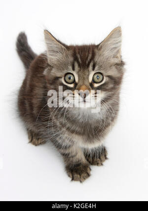 Tabby kitten, Squidge, 10 semaines, assis. Banque D'Images