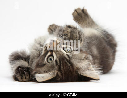 Tabby kitten, Squidge, 10 semaines, roulant sur son dos. Banque D'Images