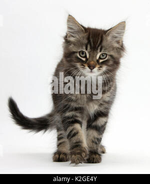 Tabby kitten, Squidge, 10 semaines, debout. Banque D'Images