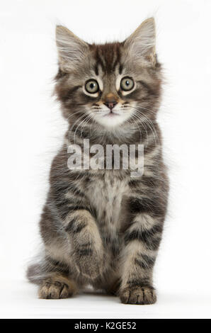 Tabby kitten, Squidge, 10 semaines, assis. Banque D'Images