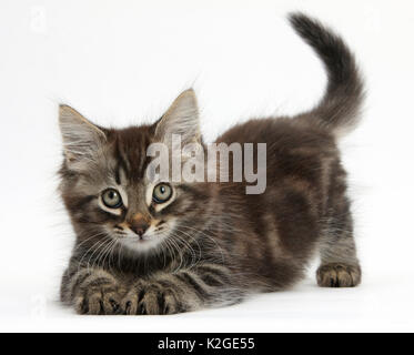 Tabby kitten, Squidge, 10 semaines, à l'arc ludique. Banque D'Images