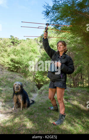 À l'aide de chercheurs de l'équipement radio-télémétrie pour suivre un Northern brown kiwi (Apteryx mantelli) équipé d'un émetteur radio. A côté d'elle se tient un chien formé kiwi-tracking, Cape Kidnappers, Hawkes Bay, Nouvelle-Zélande, novembre 2007. Parution du modèle. Banque D'Images