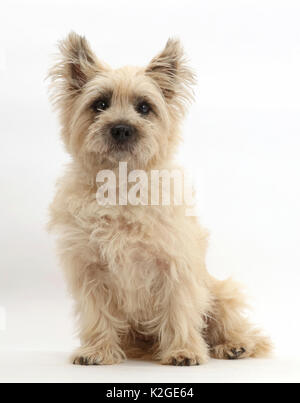 Cairn Terrier chien assis. Banque D'Images