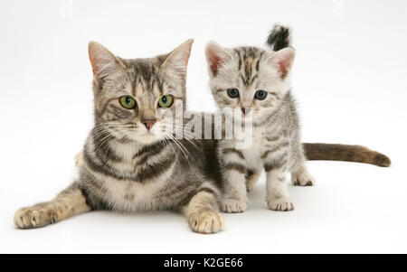 Silver Tabby cat avec chaton. Banque D'Images