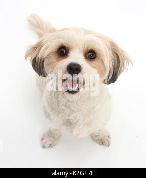 Cavachon, Cavalier King Charles Spaniel cross Bichon Frise Banque D'Images