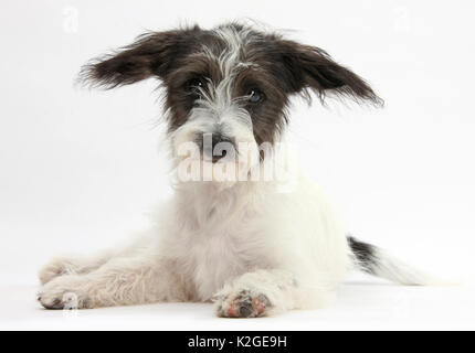 Noir et blanc de Jack-a-Poo, Jack Russell chiot caniche croisée, Banque D'Images