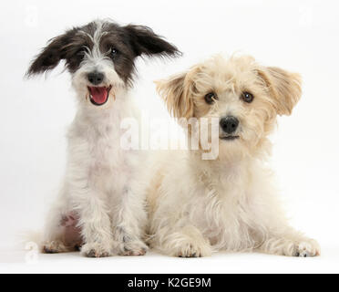 Noir et blanc de Jack-a-Poo, Jack Russell chiot caniche croisée, l'âge de 4 mois avec Bichon Frise x Jack Russell. Banque D'Images