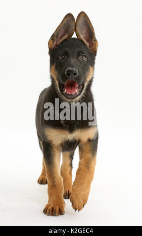 Chiot berger allemand, l'âge de 8 semaines, la marche à pied. Banque D'Images