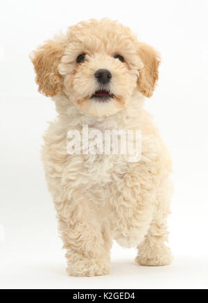 Chiot Bichon Frise Poochon, croix caniche, l'âge de 6 semaines. Banque D'Images