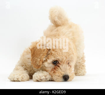 Chiot Bichon Frise Poochon, croix caniche, l'âge de 6 semaines à jouer avant. Banque D'Images