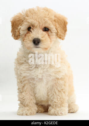 Chiot Bichon Frise Poochon, croix caniche, l'âge de 6 semaines. Banque D'Images