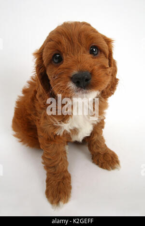 Cavapoo, chiot Cavalier King Charles Spaniel x caniche, l'âge de 6 semaines, assis et à la recherche. Banque D'Images