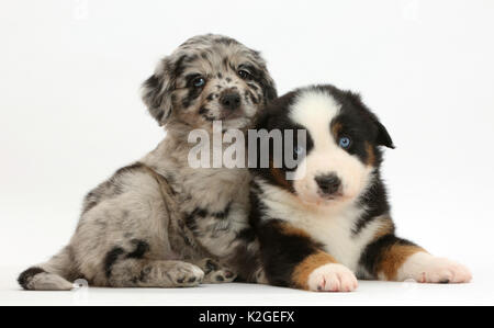 Chiots berger américain miniature, un merle et un tricolore. Banque D'Images