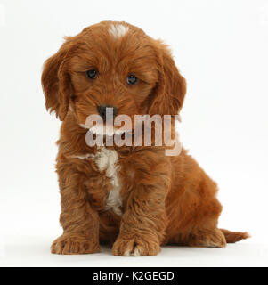 Cockapoo Cocker, caniche croisée puppy sitting. Banque D'Images