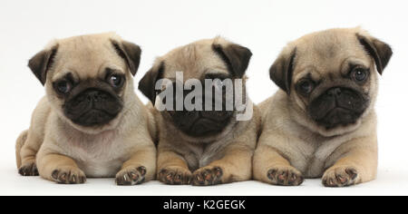 Trois chiots Pug dans une rangée. Banque D'Images