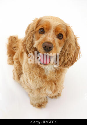 Chien Cocker Golden, Henry, l'âge de 3 ans, à la recherche. Banque D'Images