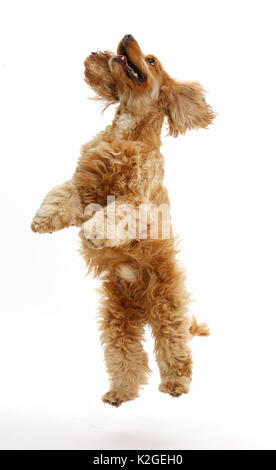 Chien Cocker Golden, Henry, l'âge de 3 ans, le saut vers le haut. Banque D'Images