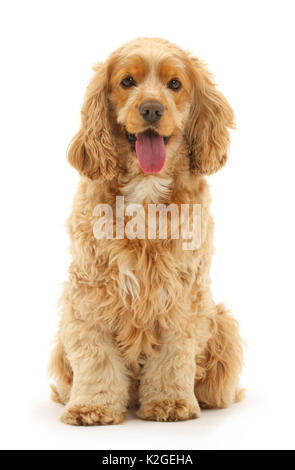 Chien Cocker Golden, Henry, l'âge de 3 ans, assis et haletant. Banque D'Images