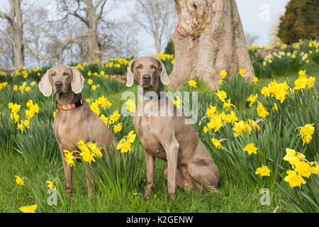 Pure race femelle Weimaraners assis parmi les jonquilles au début de mai, Waterford, Connecticut, USA Banque D'Images