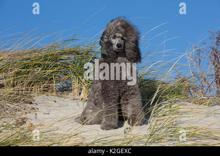 Caniche Miniature sur dune plage soulevée par le vent, Waterford, Connecticut, USA Banque D'Images
