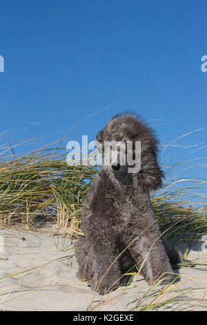 Caniche Miniature sur dune plage soulevée par le vent, Waterford, Connecticut, USA Banque D'Images