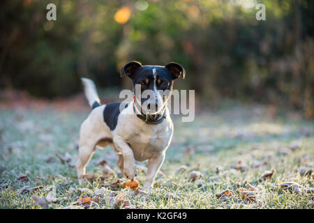 Enduit lisse Jack Russell Terrier 'Trotsky' jouant dans le jardin de givre, Bristol, Royaume-Uni Banque D'Images